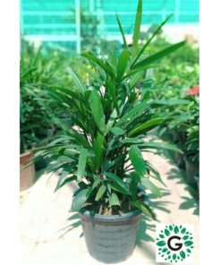 Rhapis Palm 80cm