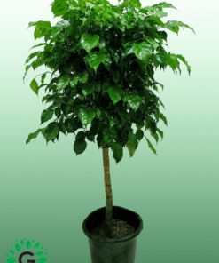 Ficus Benjamina