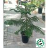Araucaria Small