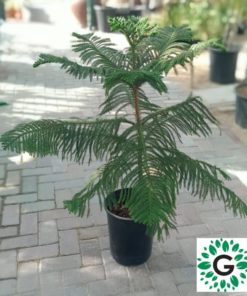 Araucaria Small