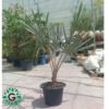 Bismarckia Palm
