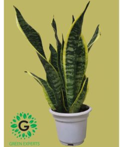 Dracaena Trifasciata