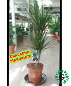 Draceana Marginata 110cm