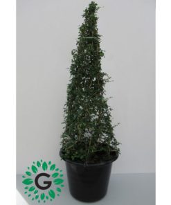 Ehretia Microphylla “Corn” 100cm