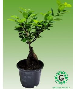Ficus Bonsai Small