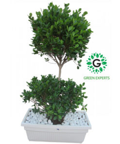 Ficus Panda Two Steps