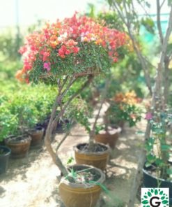 Bougainvillea One Head Big