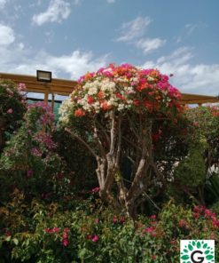 Bougainvillea Big Head