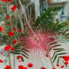 Calliandra 300cm