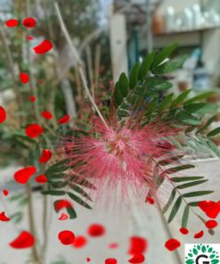 Calliandra 300cm