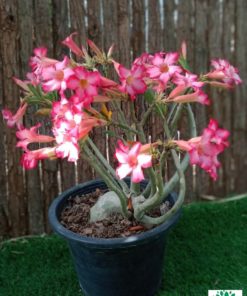 Adenium Obesum Thai , Desert Rose