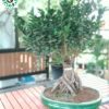 Ficus Bonsai + L45 Tray