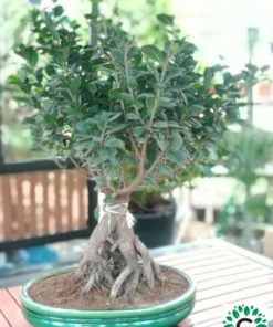 Ficus Bonsai + L45 Tray