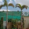 Foxtail Palm