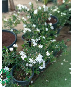 Jasmine Nitidum