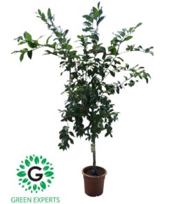 Lemon Spanish / ليمون اسباني