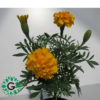 Marigold Mix Color