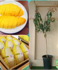 Nam Dokmai Mango Thai