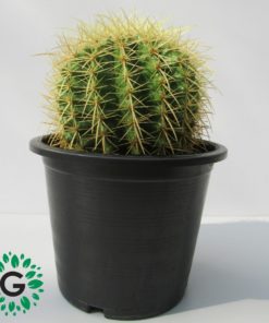 Cactus Ball