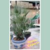 Chamaerops Palm 120cm