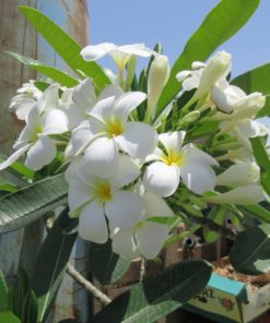 Champa | Plumeria Obtusa | Frangipani | چمپا پلانٹ