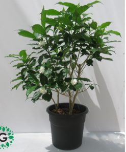 Tabernaemontana / Crape Jasmine