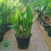 Cana Lily Green