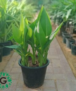 Cana Lily Green