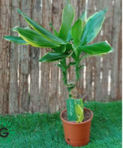 Dracaena Golden Coast