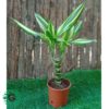 Dracaena Yellow Coast