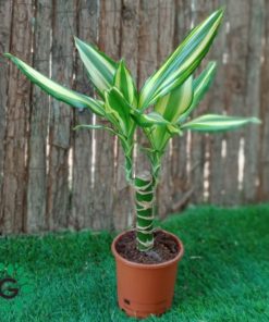 Dracaena Yellow Coast