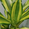 Dracaena Yellow Coast