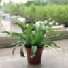 Asplenium Crissie