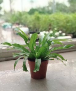 Asplenium Crissie