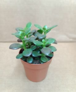 Crassula