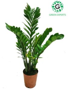 Zamioculcus Zamiifolia 60cm