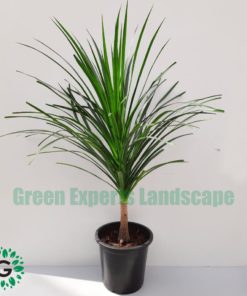 Dracaena Draco 90cm