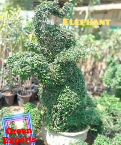 Ehretia Elephant