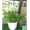 Asparagus Fern