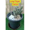 Cactus Multi Fingers