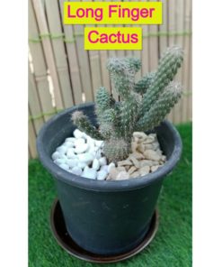 Cactus Multi Fingers