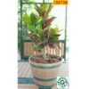 Croton