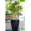 Croton Lime