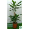 Dracaena Steudneri 100cm