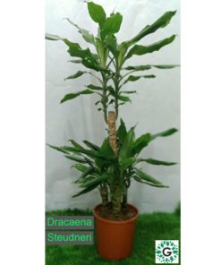 Dracaena Steudneri 100cm