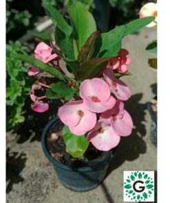 Euphorbia Milii Pink V13