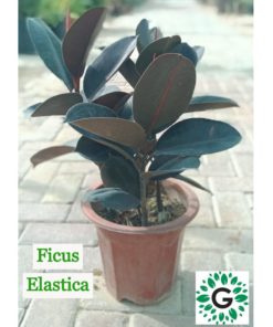 Ficus Elastica