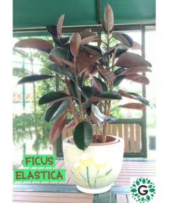 Ficus Elastica Medium