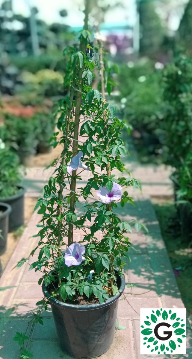 Ipomoea Creeper Green Experts Landscape