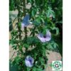 Ipomoea Creeper